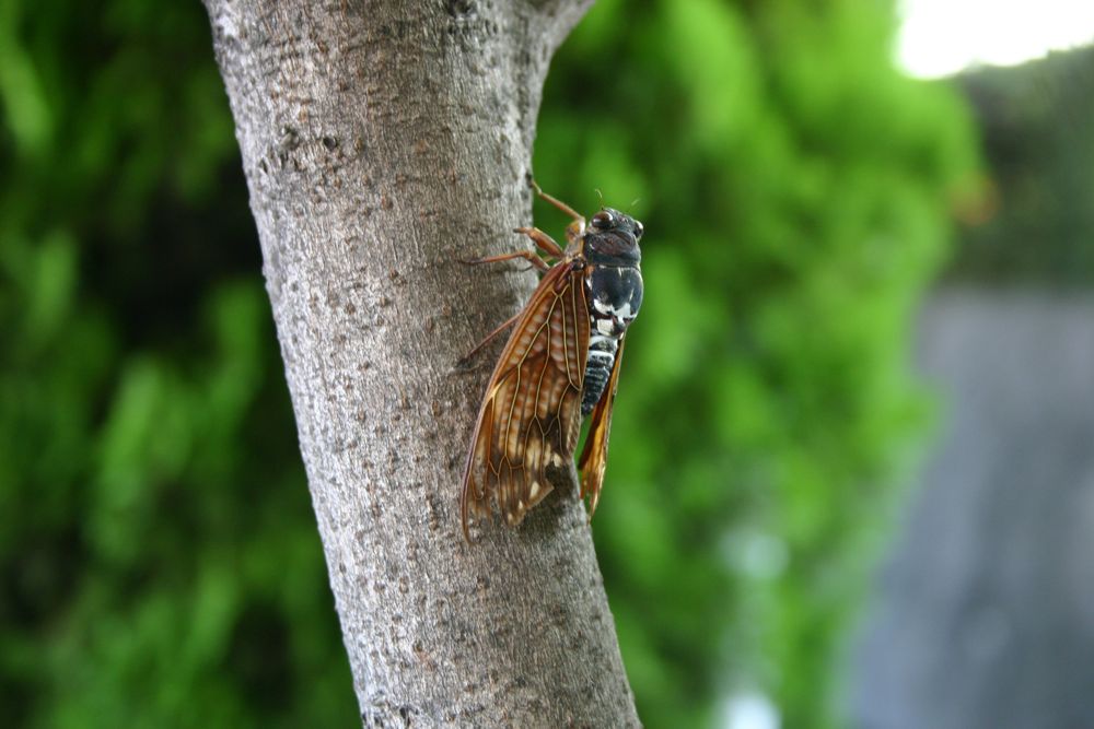 kyoto_cicada.jpg